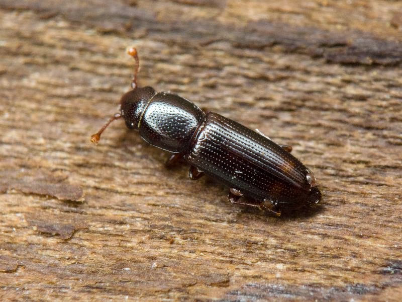 Rhizophagus bipustulatus (Fabricius, 1792)